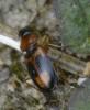 Badister bullatus